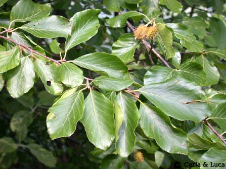  Image name: faggio3.jpg 
 width: 447 pixel 
 height: 335 pixel 
 Size: 69680 bytes 
 Click to enlarge 